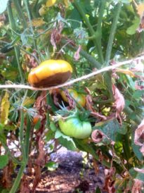 Soggy Bottom Blues: Tomato Blossom-End Rot Image
